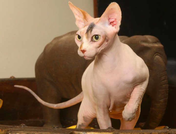 Benefícios do mix feeding para gatos