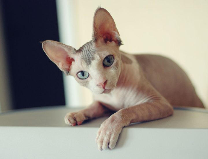 Guia rápido sobre a alimentação de gatos hospitalizados