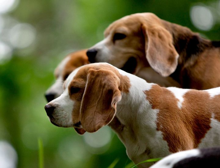 A nutrição em cada etapa da vida dos pets
