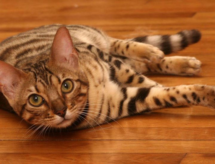 Achados clínicos em gatos e cães com doença renal crônica