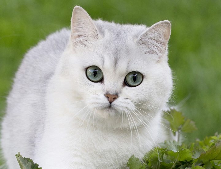 Lipidose hepática felina: fisiopatogenia, diagnóstico e tratamento