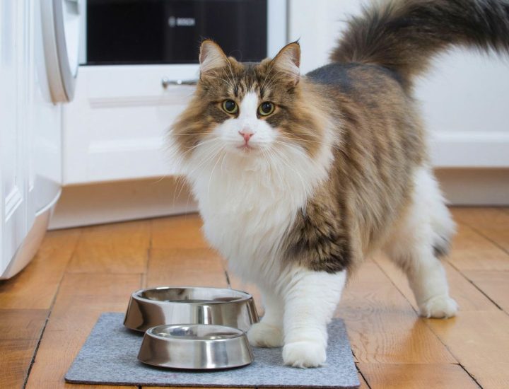 Como o alimento úmido pode auxiliar no controle de peso de gatos e cães