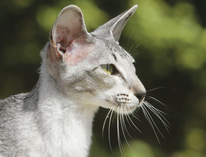 O consumo de dietas com maior teor de sódio para gatos idosos saudáveis