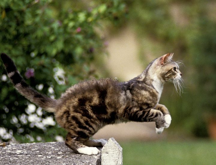 Diferenças comportamentais dos gatos e adaptações alimentares de acordo com o estilo de vida