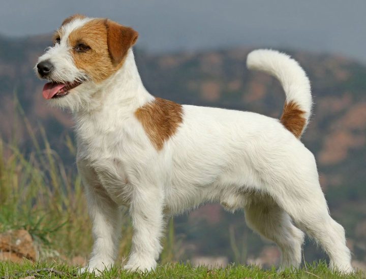 Sarna sarcóptica em cães: os principais desafios no diagnóstico da escabiose canina