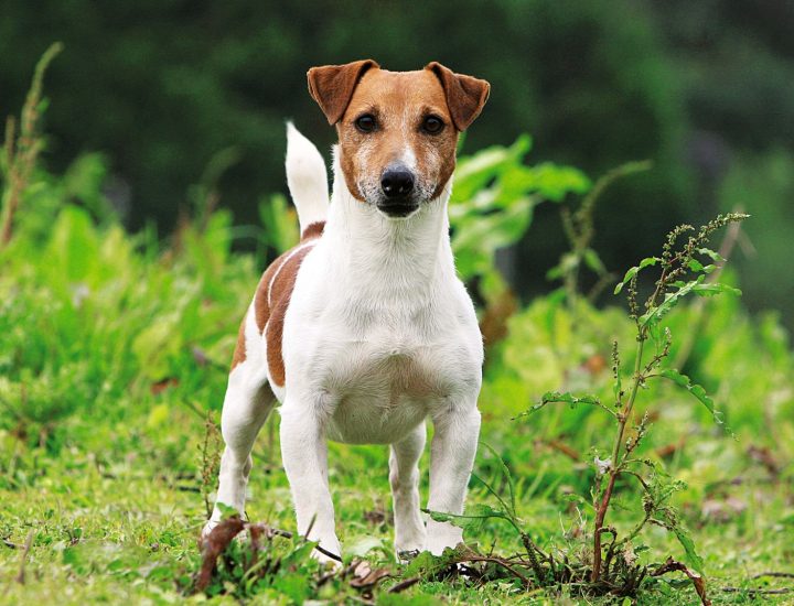 Hiperlipidemia em cães: entenda como a nutrição pode ajudar