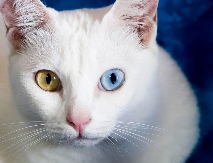 Sensibilidades comuns em gatos e como tratá-las