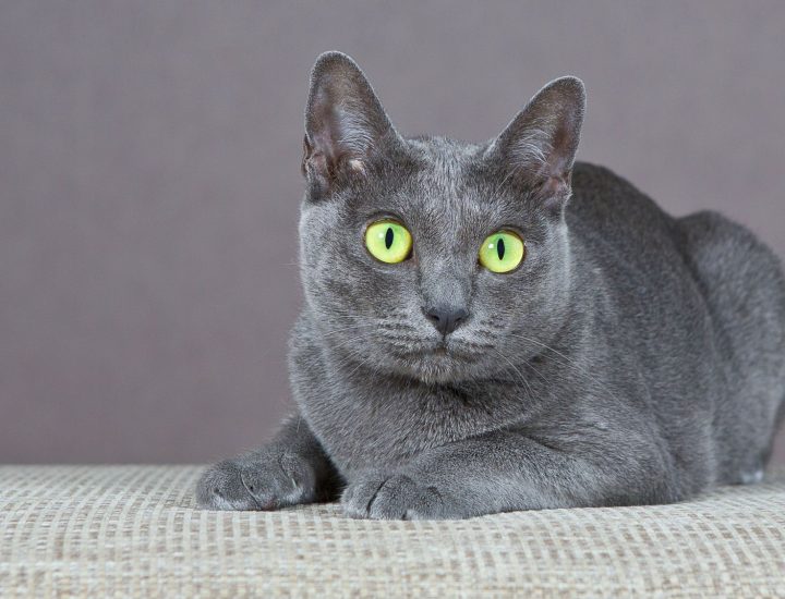ROYAL CANIN® responde: quantidade de alimento consumida pelo animal diminui na vida adulta?