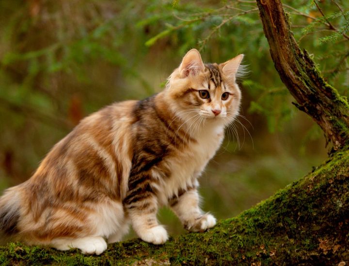 Intoxicação por paracetamol em gatos e cães: como fazer o manejo e alertar tutores