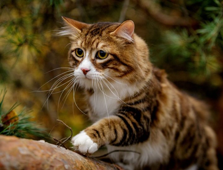 Webinar: Diarreia crônica em gatos