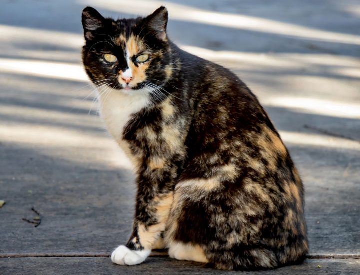 Aspectos nutricionais em gatos com sensibilidades do trato digestório