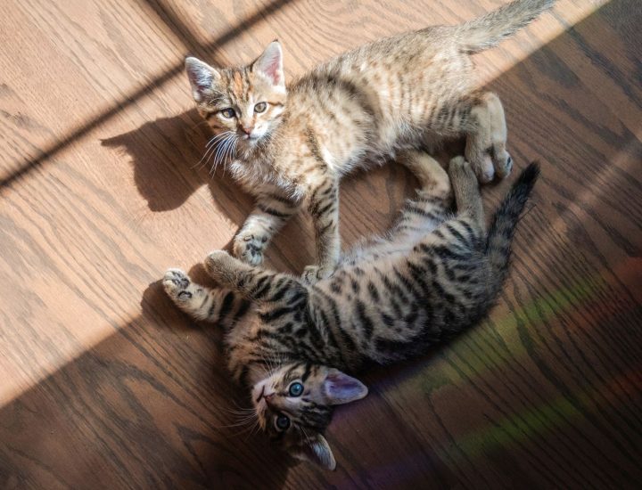 A função e a importância do órgão vomeronasal para os felinos