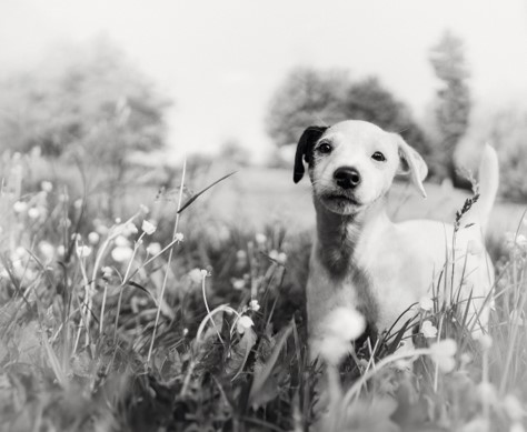 cão no jardim