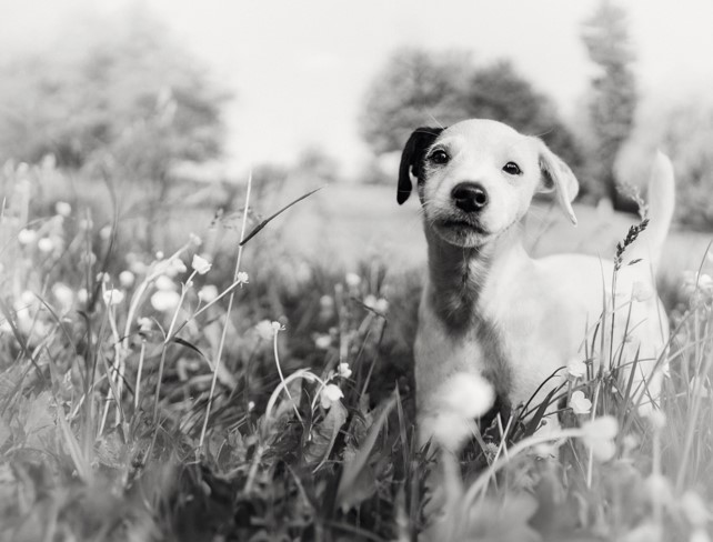 cão no jardim