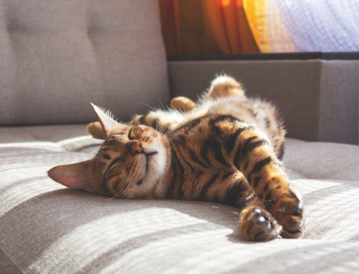 Cat Friendly Practice®: como montar uma clínica exclusiva para felinos