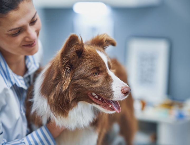 Tópicos criticamente avaliados em dermatologia veterinária