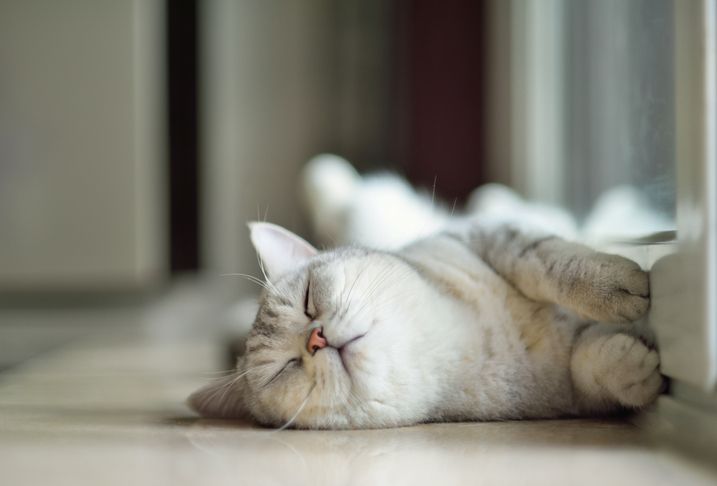 Webinar: A doença renal crônica em gatos