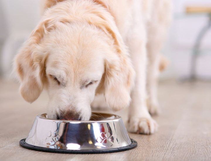 Palestra: Nutrição e reposição de barreira em cães com dermatite atópica e reação adversa a alimentos