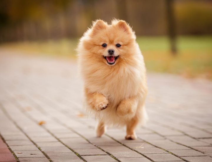 Pomeranian (spitz): guia nutricional para mais saúde da raça