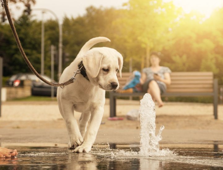 Entendendo a microbiota intestinal dos gatos e cães
