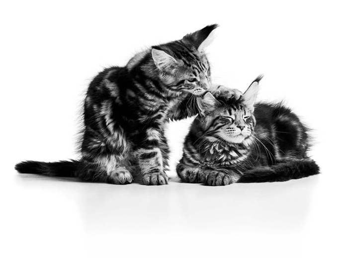 2 filhotes do gato Maine Coon. o gato da direita está lambendo a orelha do gato da esquerda