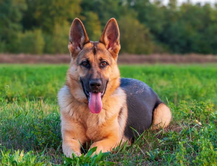 Animais com câncer: como a nutrição contribui com o tratamento