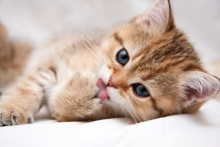 Polifagia em cães e gatos: entenda as principais patologias associadas!