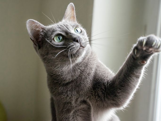 Nutrientes importantes para a saúde da pele e pelagem dos animais