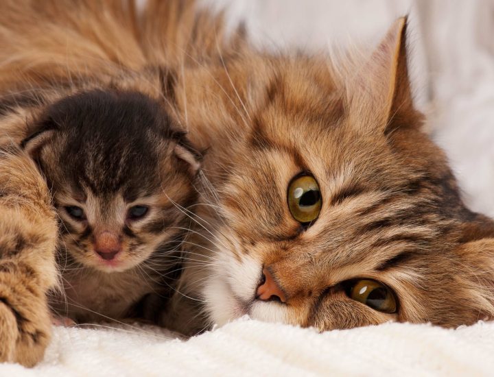 Alergia alimentar em gatos: principais sinais clínicos e etapas do diagnóstico