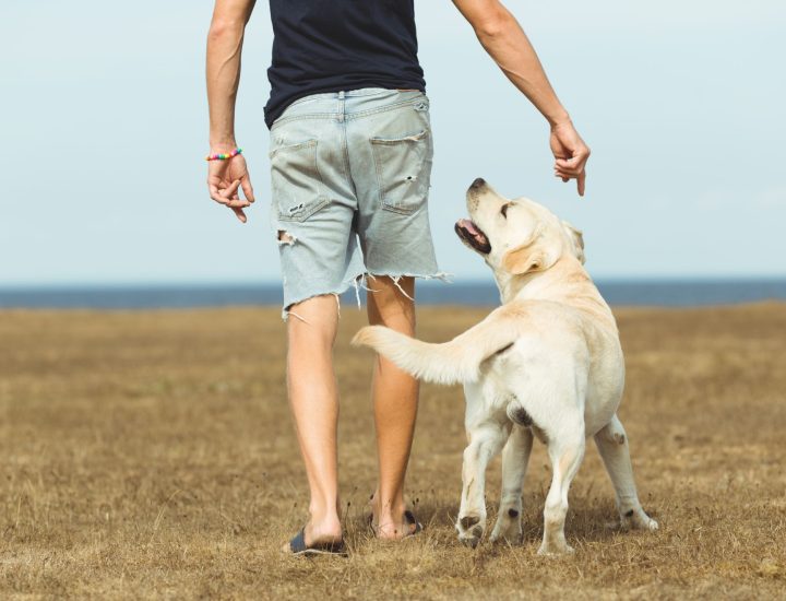 6 dicas para conversar com o tutor de gatos e cães sobre obesidade
