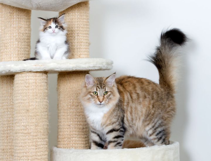 Clínicas Cat Friendly: práticas para receber pacientes felinos