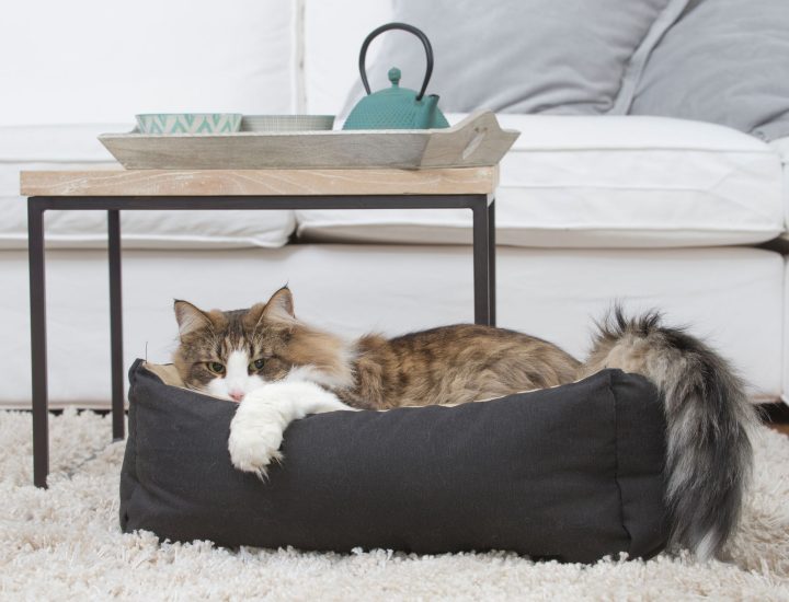 Como minimizar os riscos de distúrbios gastrointestinais em gatos