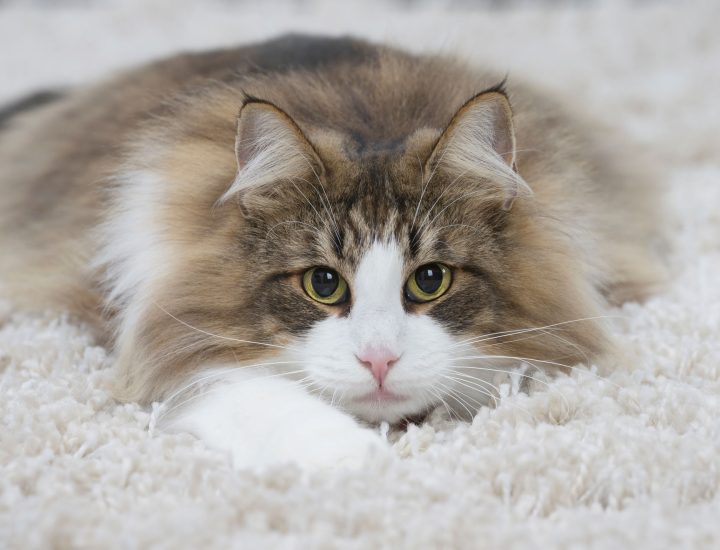 Doenças dermatológicas em cães e gatos: quais os sinais mais comuns de alterações?
