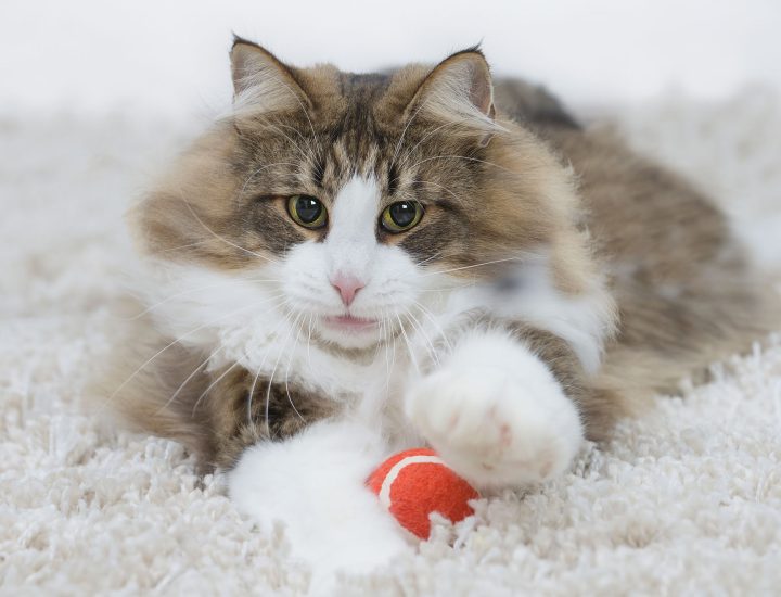 Revista Veterinary Focus: Medicina felina