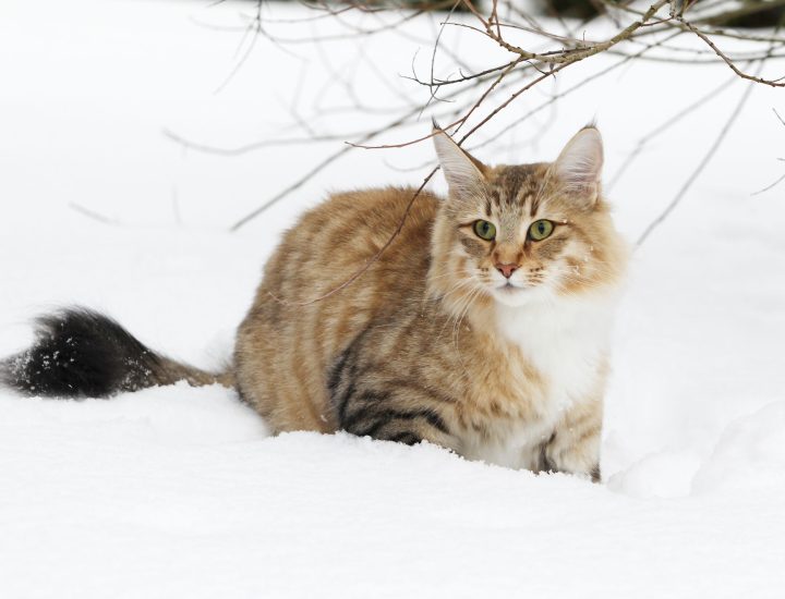 6 fatores de risco para obesidade em gatos