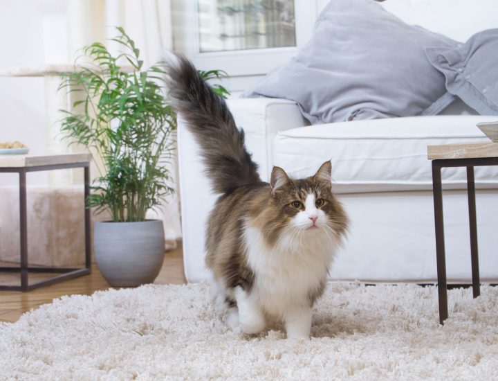 Gatos que vivem em ambientes internos precisam de cuidados especiais?