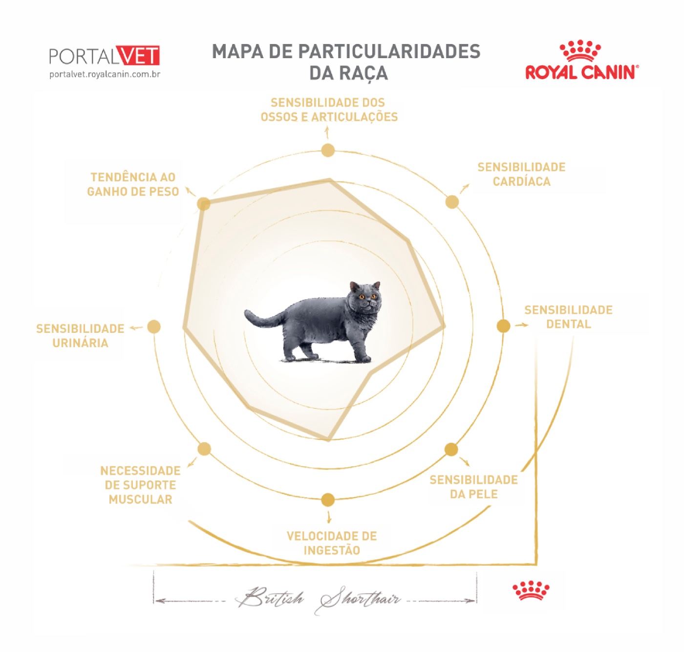 Mapa das particularidades da ra&ccedil;a British Short Hair