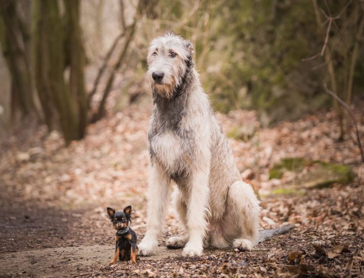 Deficiências nutricionais podem estar associadas à cardiomiopatia dilatada em cães?