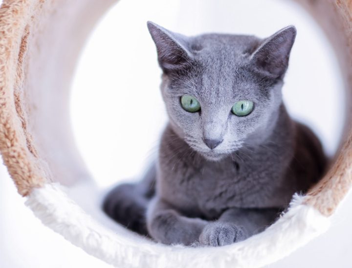 A esterilização felina