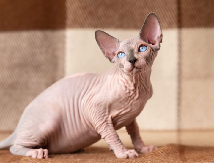 Termorregulação animal: como os cães e gatos regulam a temperatura corporal