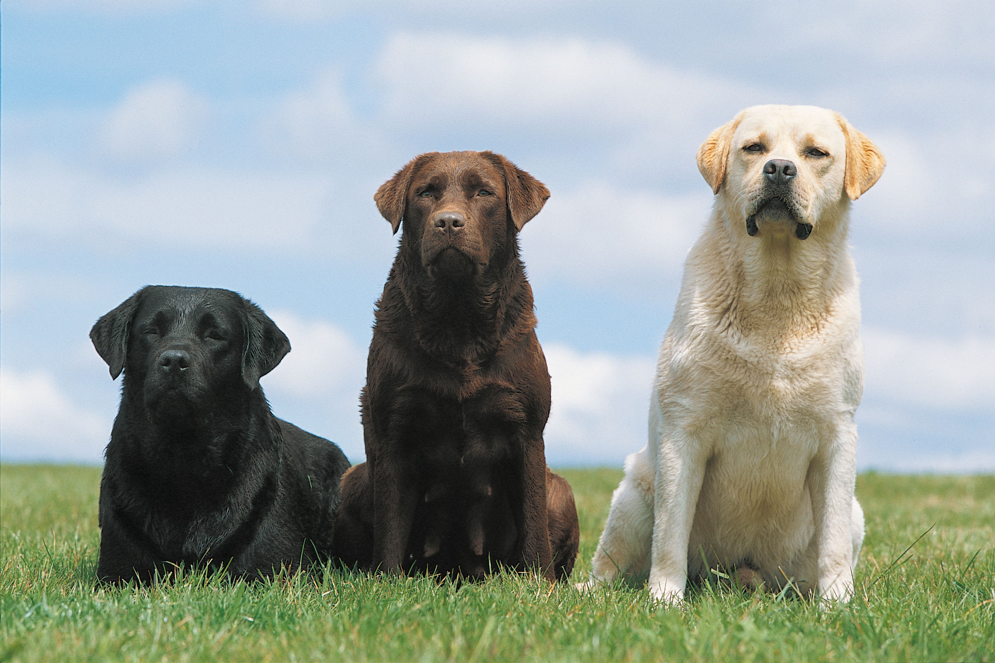 Pontos práticos para o tratamento da obesidade em cães e gatos