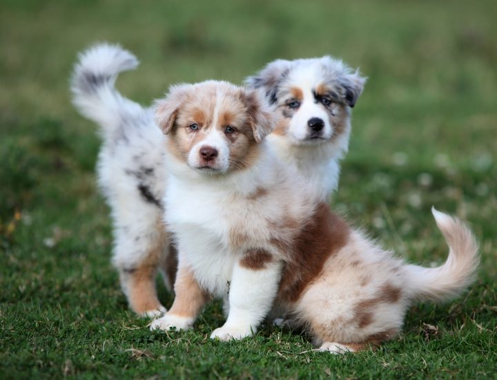Manejo nutricional do filhote canino: da gestação ao desmame