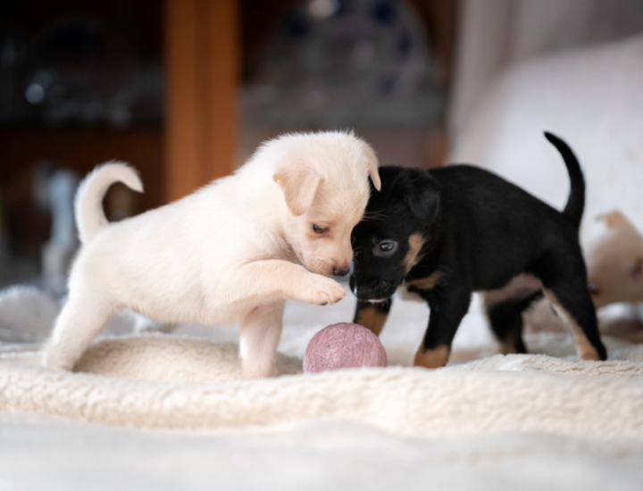 7 doenças em filhotes de cães e o papel do Médico-Veterinário na saúde do pet