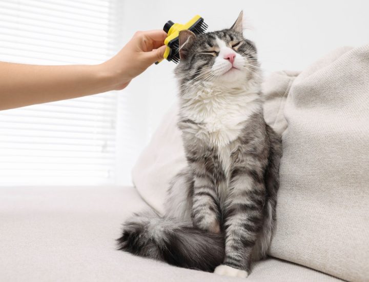 Castração como fator de risco para o ganho de peso em gatos: como lidar com essa questão