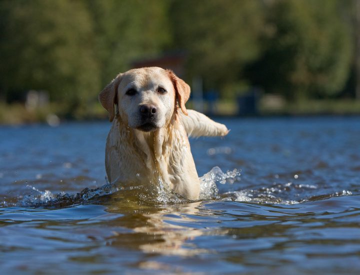 Microbioma gastrintestinal canino na saúde e na doença