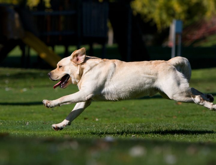Doença renal infecciosa em cães