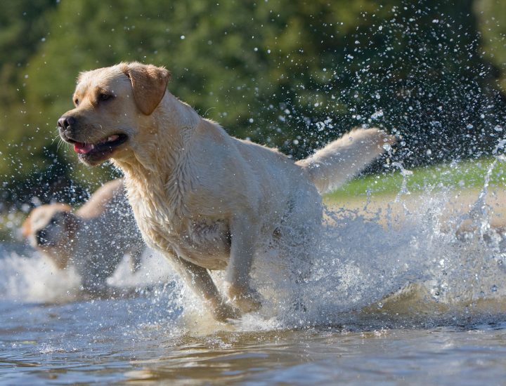 Gastrite Canina: conheça as principais causas e como conduzir o caso
