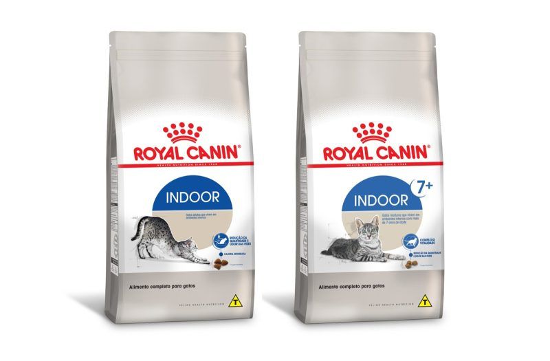 Alimentos para gatos indoor s&atilde;o indicados para o American Shorthair
