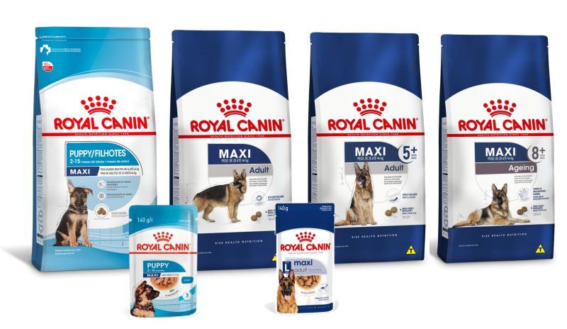 Alimentos para o c&atilde;o Pastor Belga Malinois adulto e mais velho