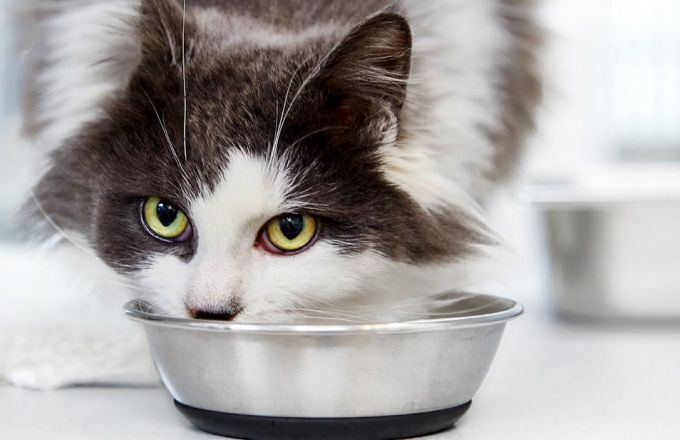 Quando indicar alimento light para gatos? Tire suas dúvidas
